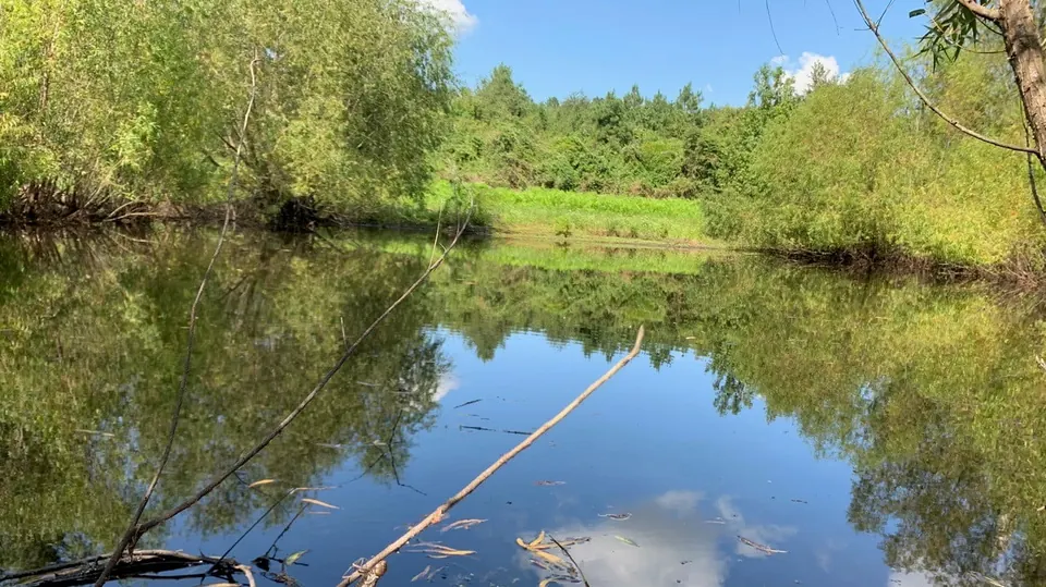 Overview of 124.21 acre ranch in Cass County, Texas