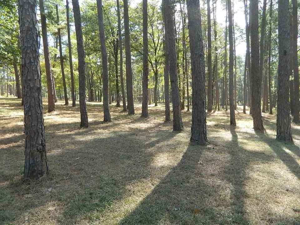 Overview of 124 acre hunting land in Upshur County, Texas