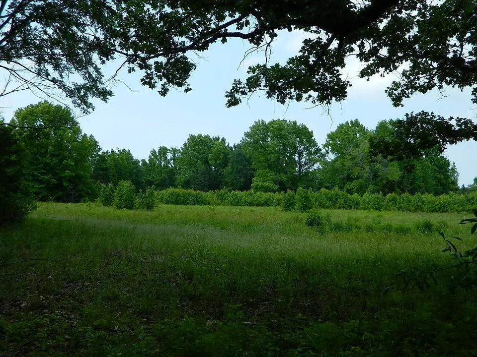 Overview of 13 acre hunting land in Titus County, Texas