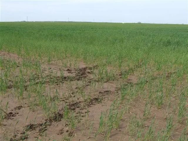 Overview of 138 acre farm in Foard County, Texas