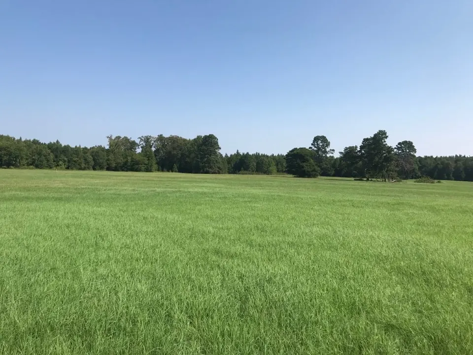 Overview of 16.96 acre timberland in Cass County, Texas