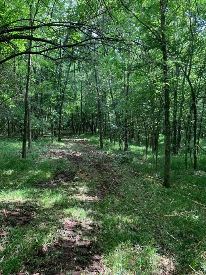 Overview of 17.24 acre hunting land in Lamar County, Texas