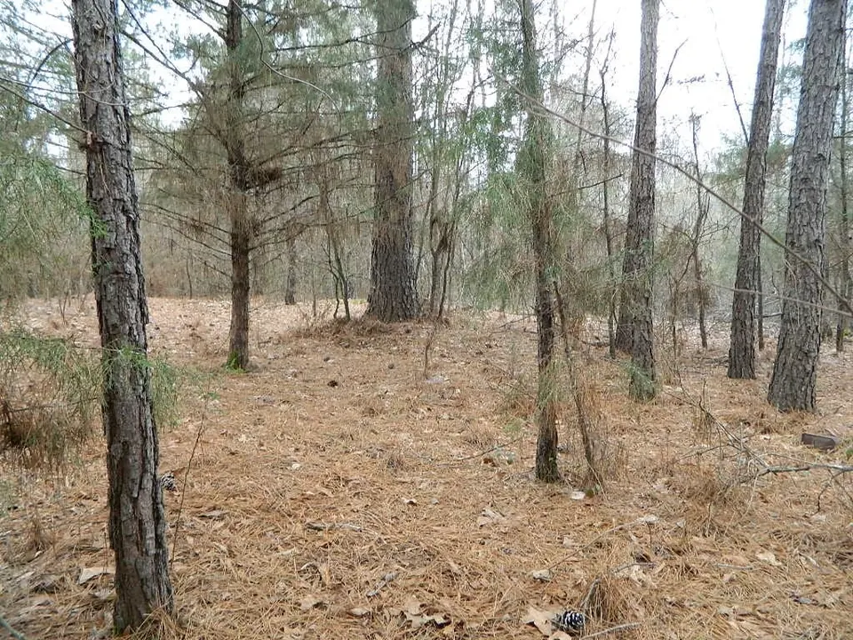 Overview of 18.99 acre hunting land in Red River County, Texas