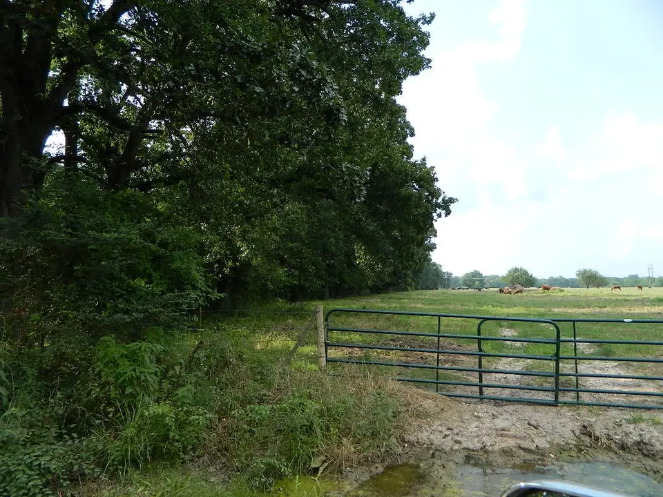 Overview of 20 acre hunting land in Red River County, Texas