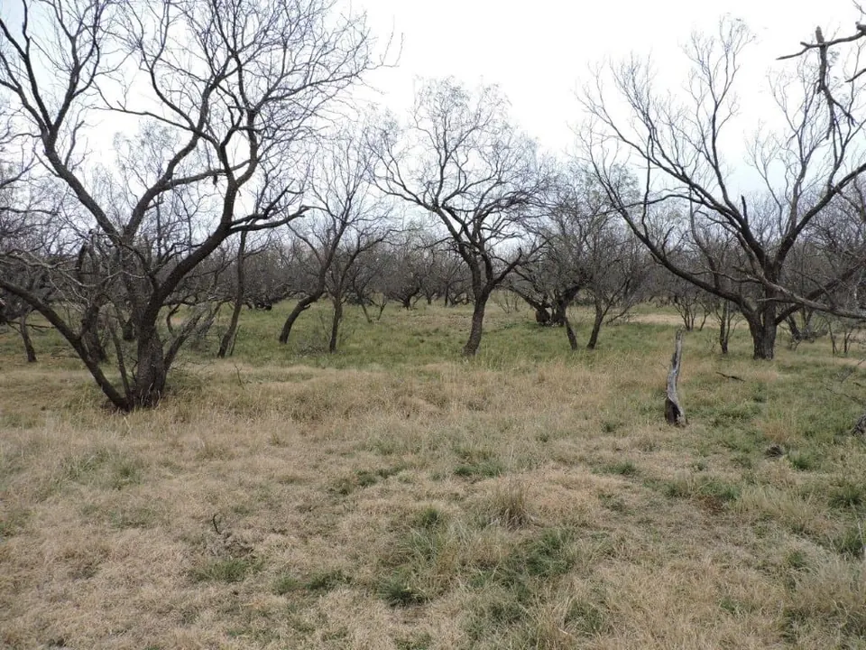 Overview of 101 acre hunting land in Baylor County, Texas