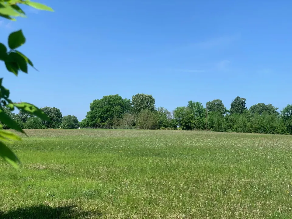 Overview of 20 acre hunting land in Titus County, Texas