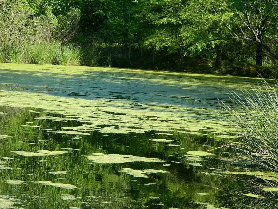 Overview of 208.54 acre ranch in Cass County, Texas