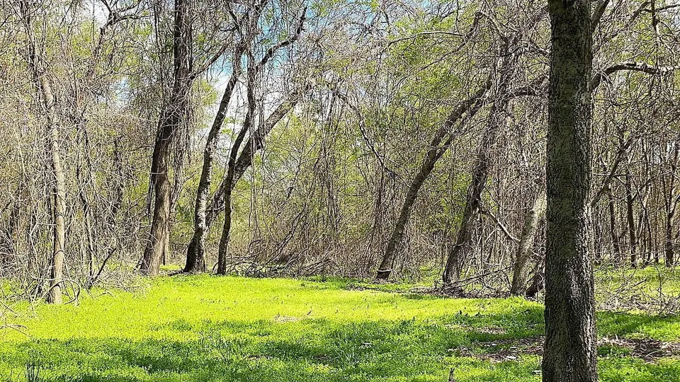 Overview of 21.71 acre ranch in Titus County, Texas