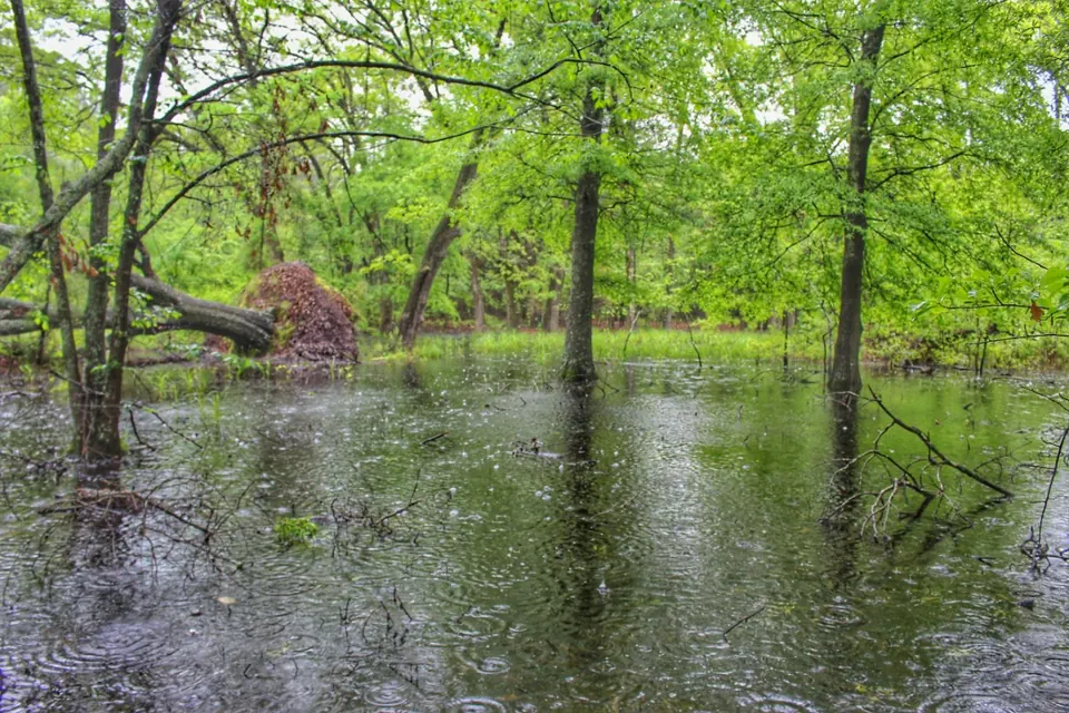 Overview of 103 acre timberland in Camp County, Texas