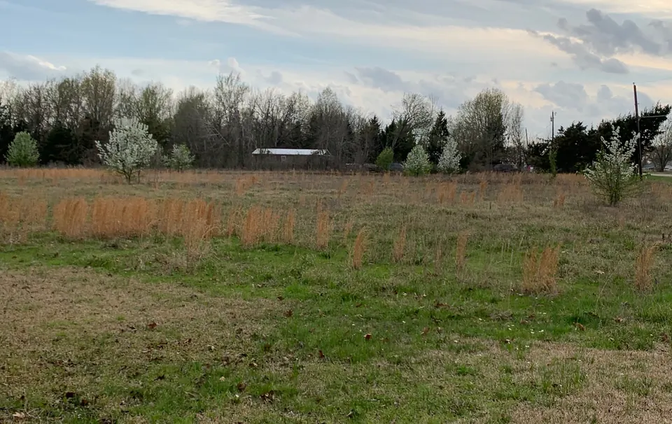 Overview of 22 acre hunting land in Red River County, Texas