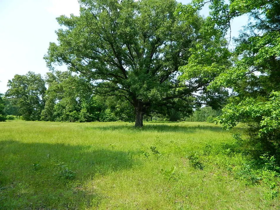 Overview of 22 acre ranch in Titus County, Texas