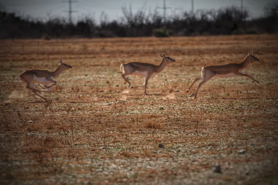 Overview of 223 acre farm in Foard County, Texas