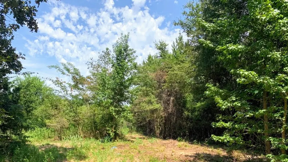 Overview of 23.13 acre hunting land in Camp County, Texas