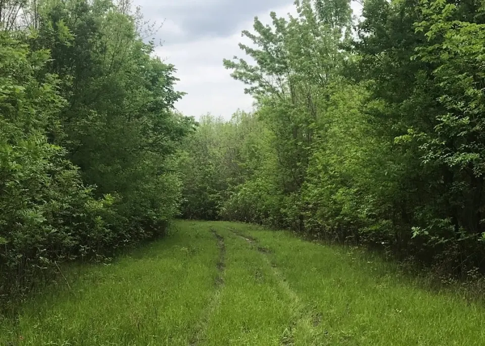 Overview of 244.5 acre timberland in Red River County, Texas