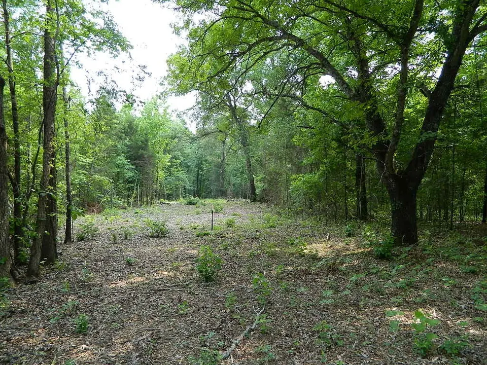 Overview of 26.35 acre hunting land in Titus County, Texas