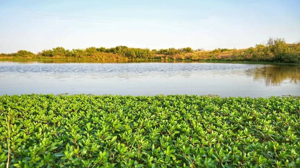 Overview of 106 acre ranch in Wichita County, Texas