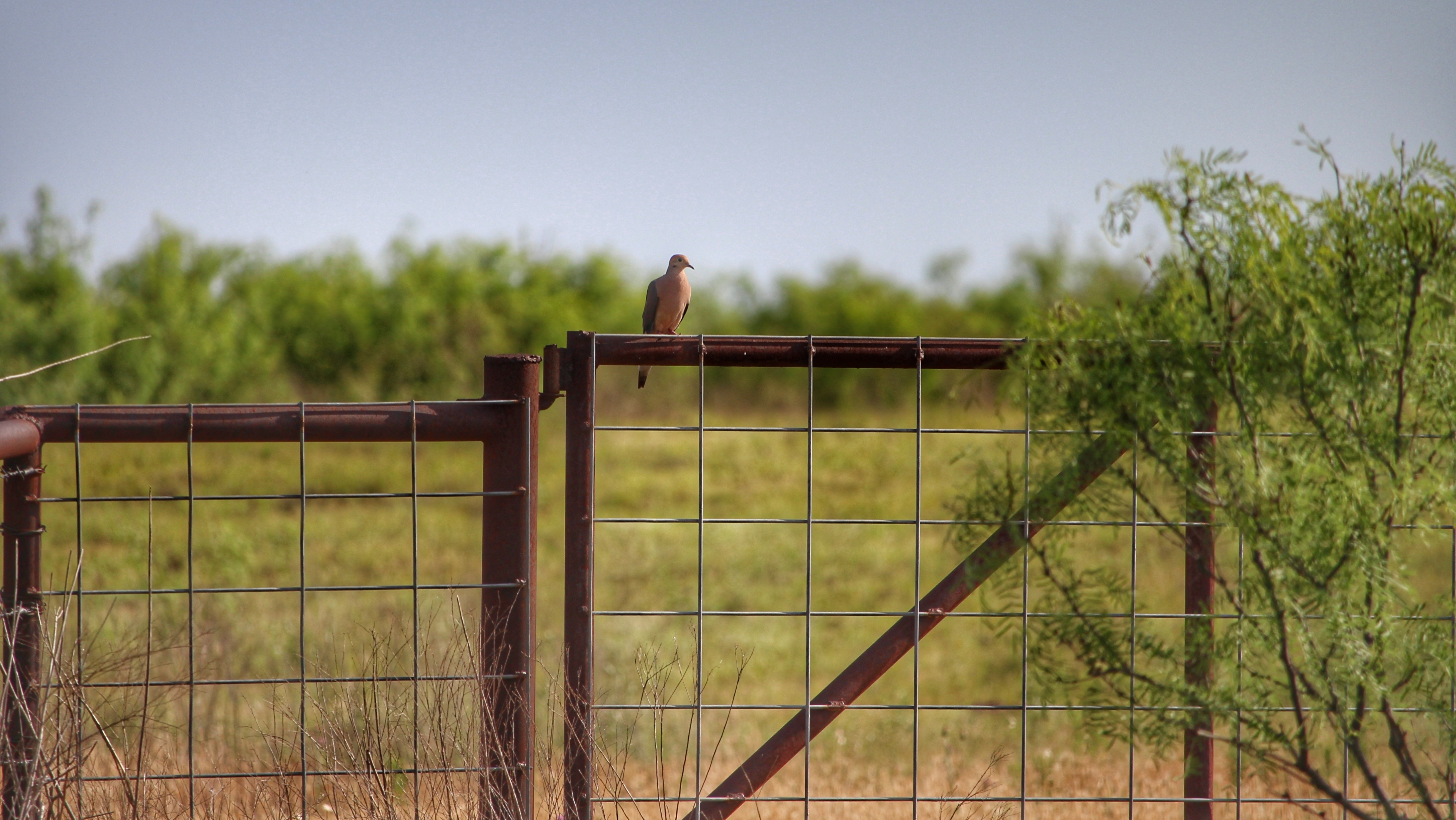 Mourning dove perched atop a metal gate with pasture, 2,746 acres in Foard County, TX