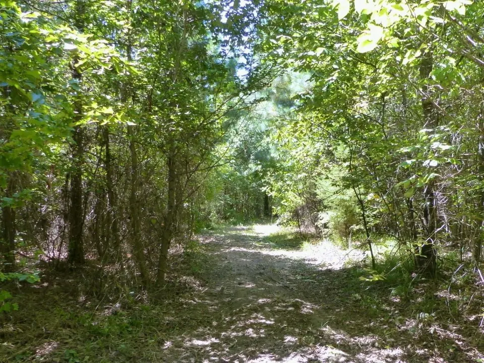 Overview of 28 acre ranch in Titus County, Texas