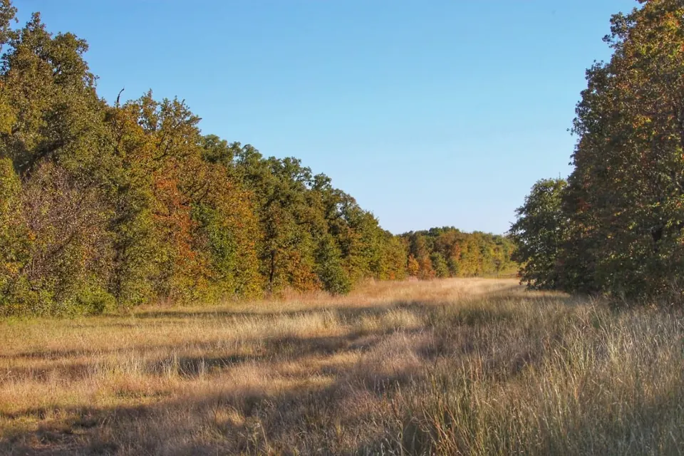 Overview of 108 acre timberland in Jack County, Texas