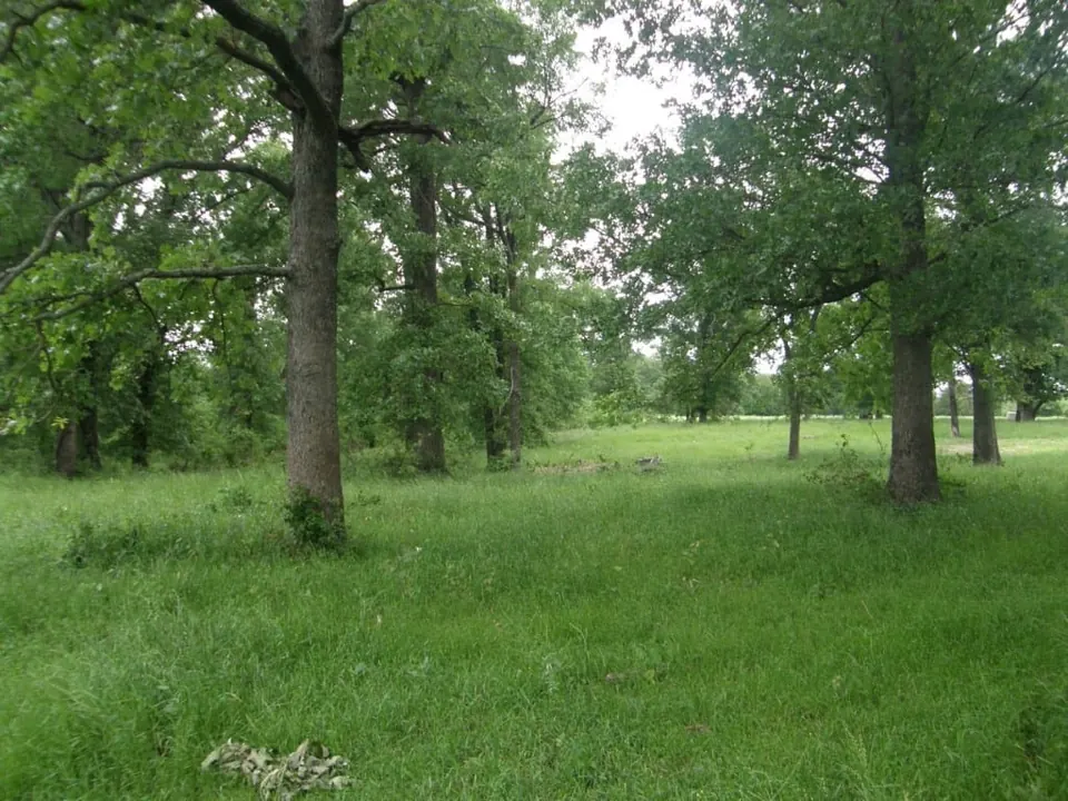 Overview of 327.29 acre hunting land in Red River County, Texas