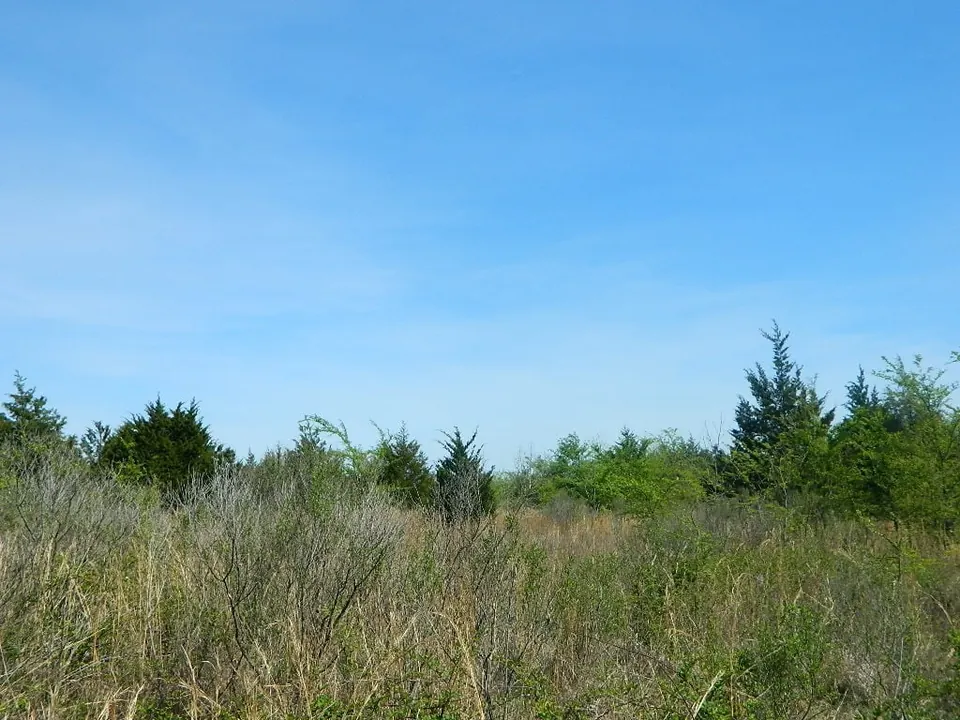 Overview of 33 acre timberland in Red River County, Texas