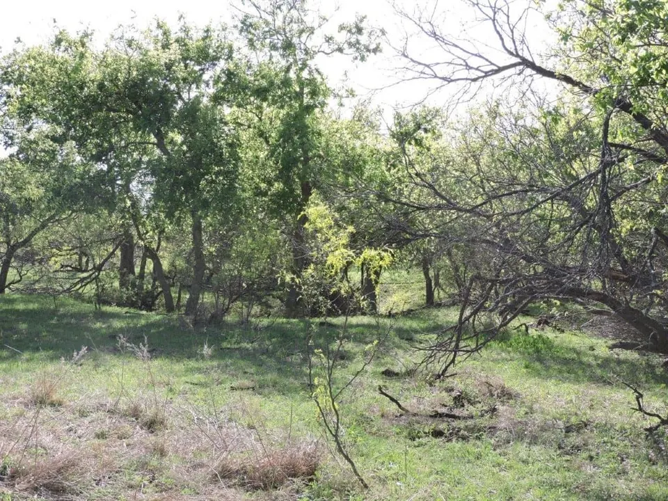 Overview of 335 acre hunting land in Hardeman County, Texas