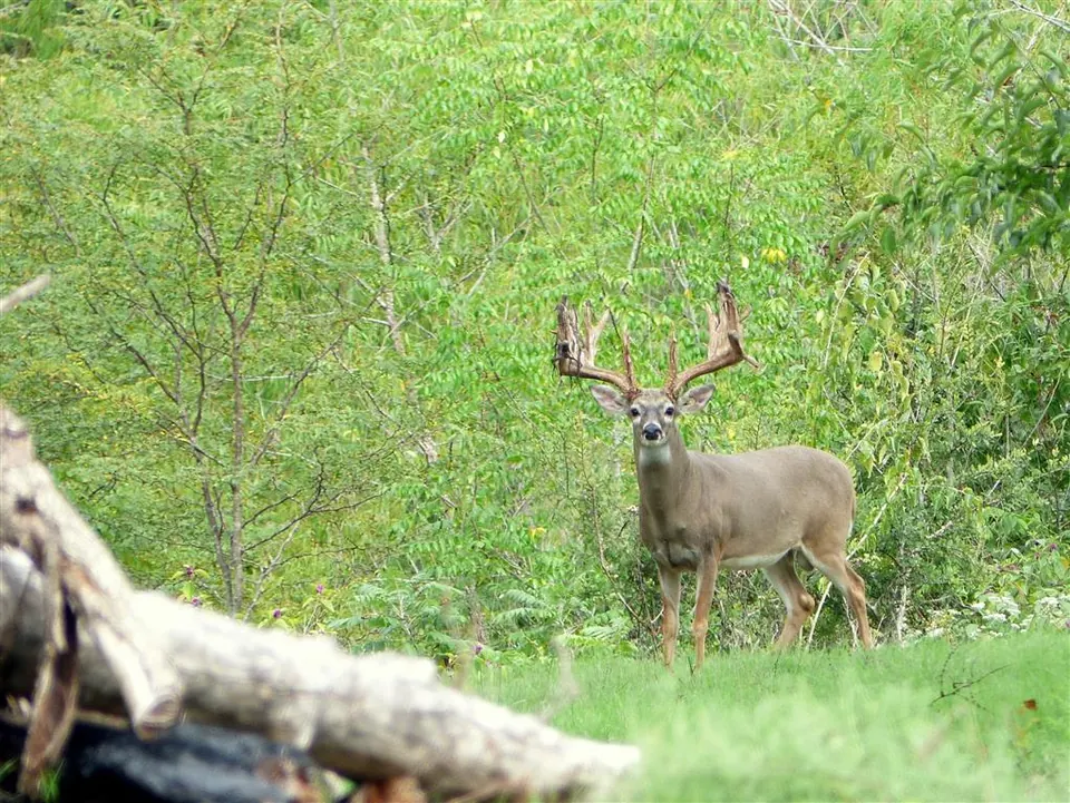 Overview of 339 acre hunting land in Hopkins County, Texas