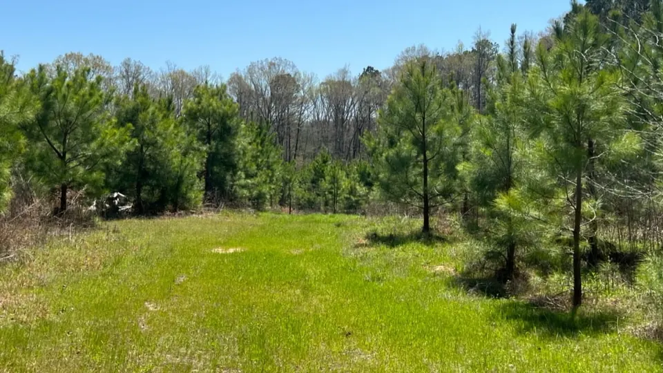 Overview of 35.16 acre ranch in Cass County, Texas