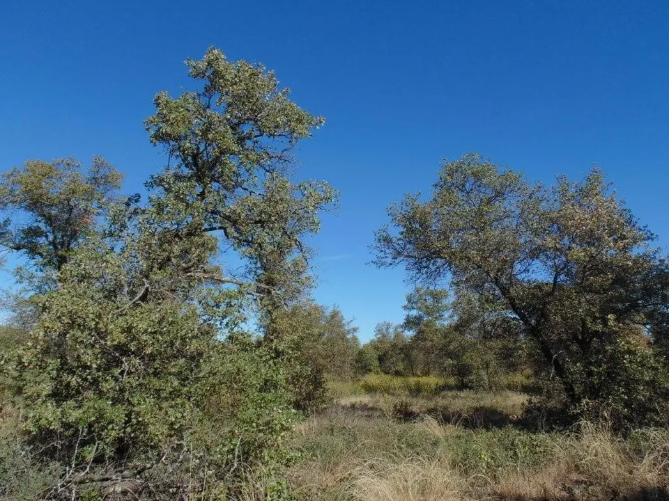 Overview of 35 acre hunting land in Jones County, Texas