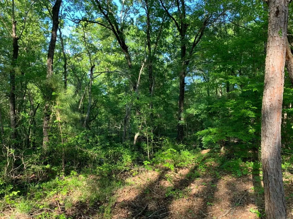 Overview of 36 acre hunting land in Cass County, Texas
