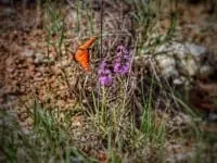 Overview of 368 acre hunting land in King County, Texas