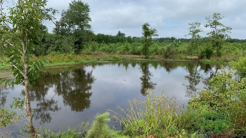 Overview of 37.61 acre timberland in Bowie County, Texas