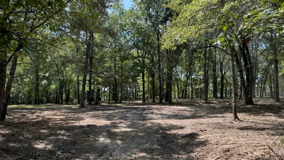 Overview of 37.9 acre hunting land in Red River County, Texas