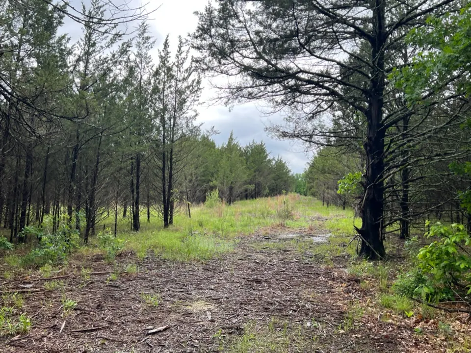 Overview of 11.38 acre hunting land in Lamar County, Texas