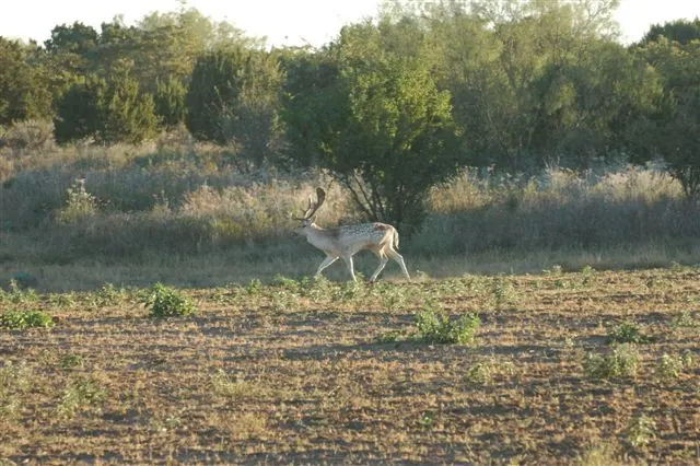 Overview of 446 acre hunting land in Stonewall County, Texas