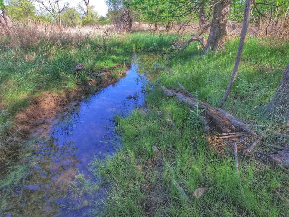 Overview of 460 acre timberland in Wilbarger County, Texas
