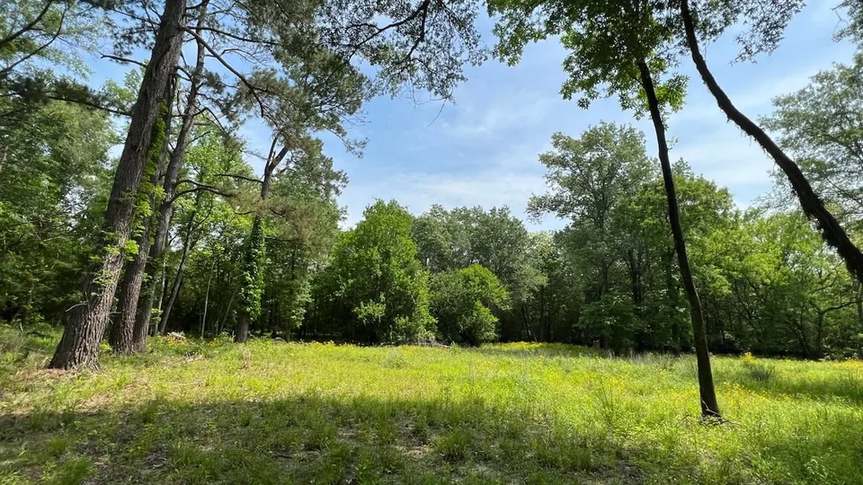 Overview of 48.34 acre hunting land in Red River County, Texas