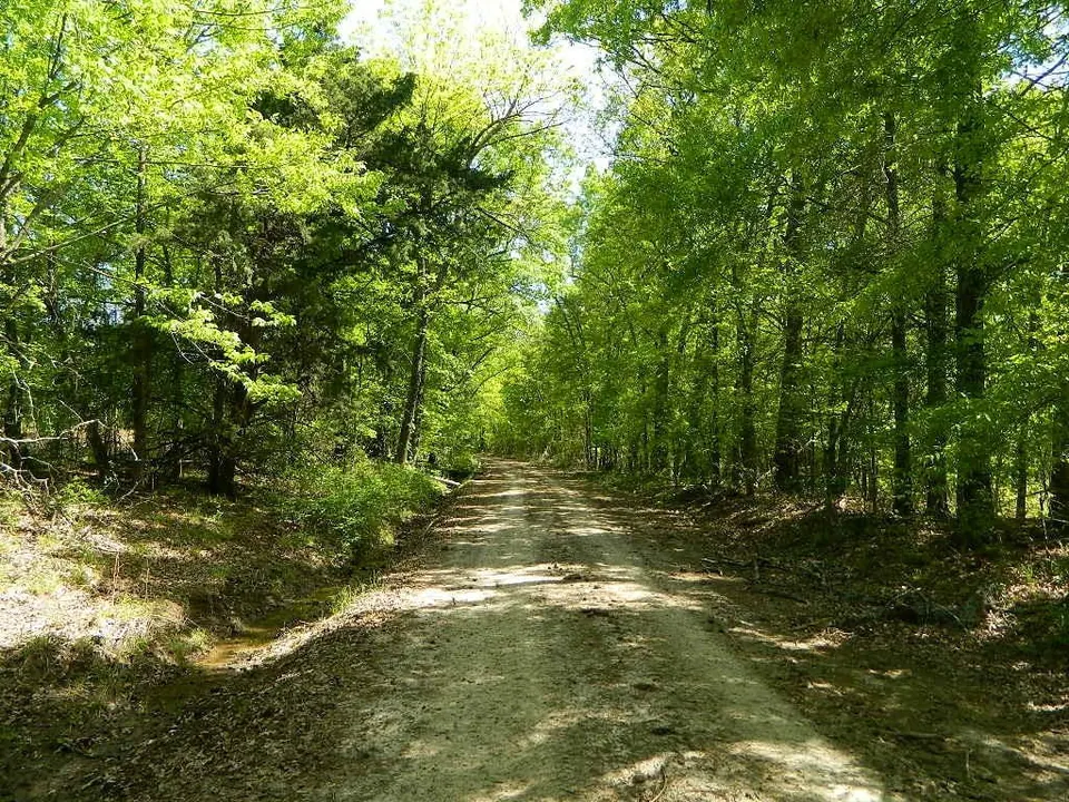 Overview of 51.86 acre timberland in Red River County, Texas