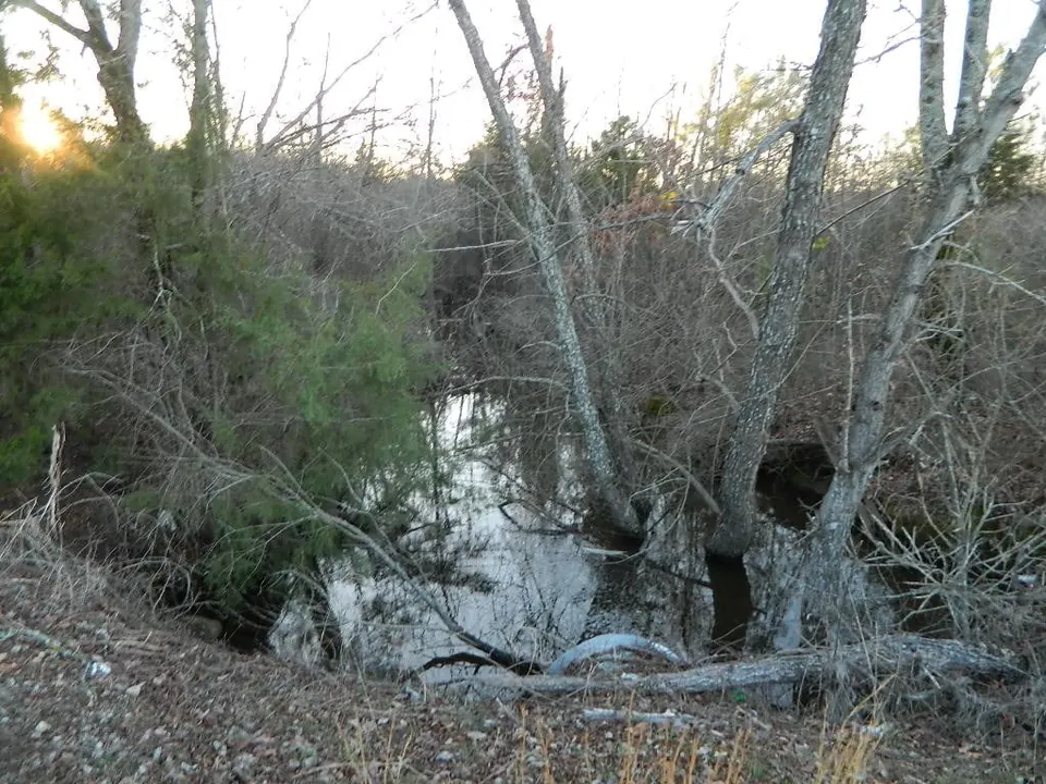 Overview of 54.88 acre hunting land in Red River County, Texas