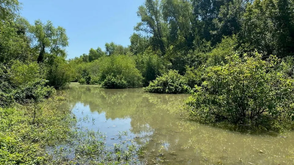 Overview of 56.09 acre hunting land in Red River County, Texas
