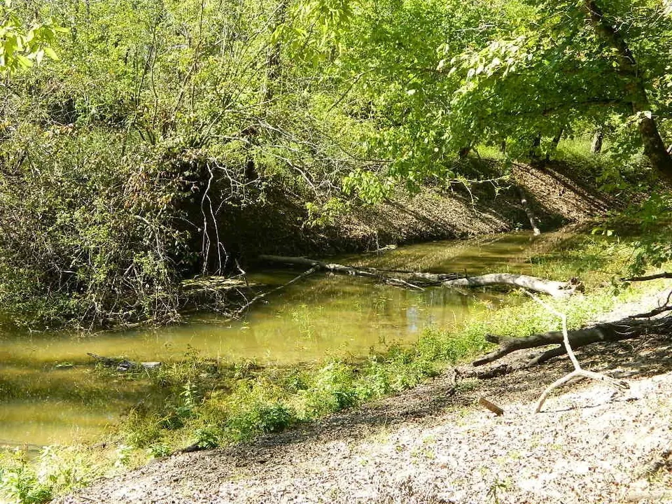 Overview of 60 acre hunting land in Red River County, Texas