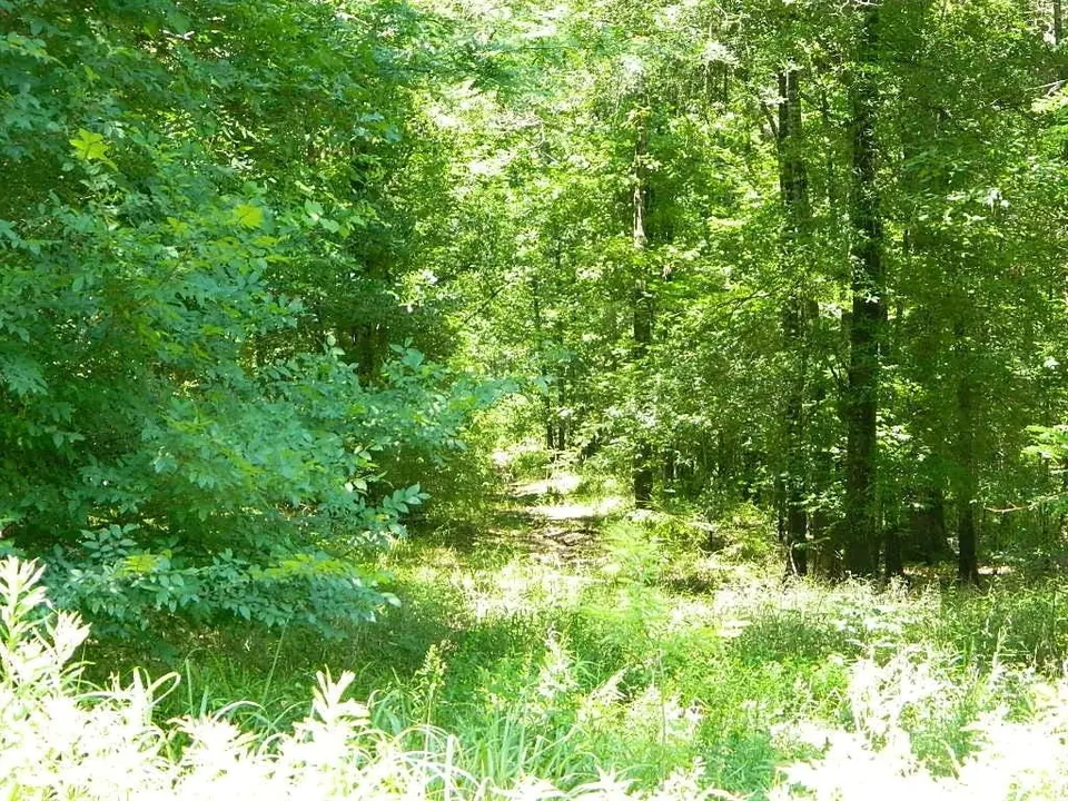 Overview of 60 acre hunting land in Red River County, Texas