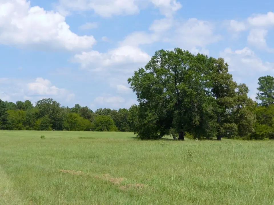 Overview of 621 acre timberland in Red River County, Texas