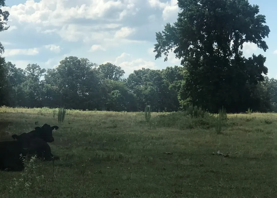 Overview of 630 acre timberland in Red River County, Texas