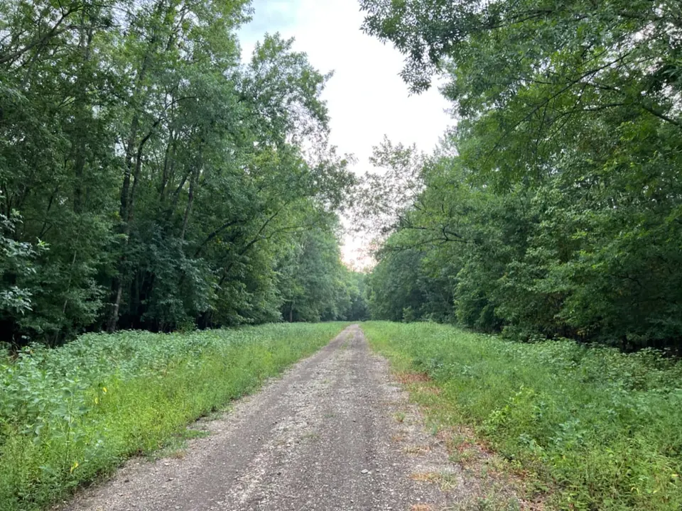 Overview of 65 acre hunting land in Red River County, Texas