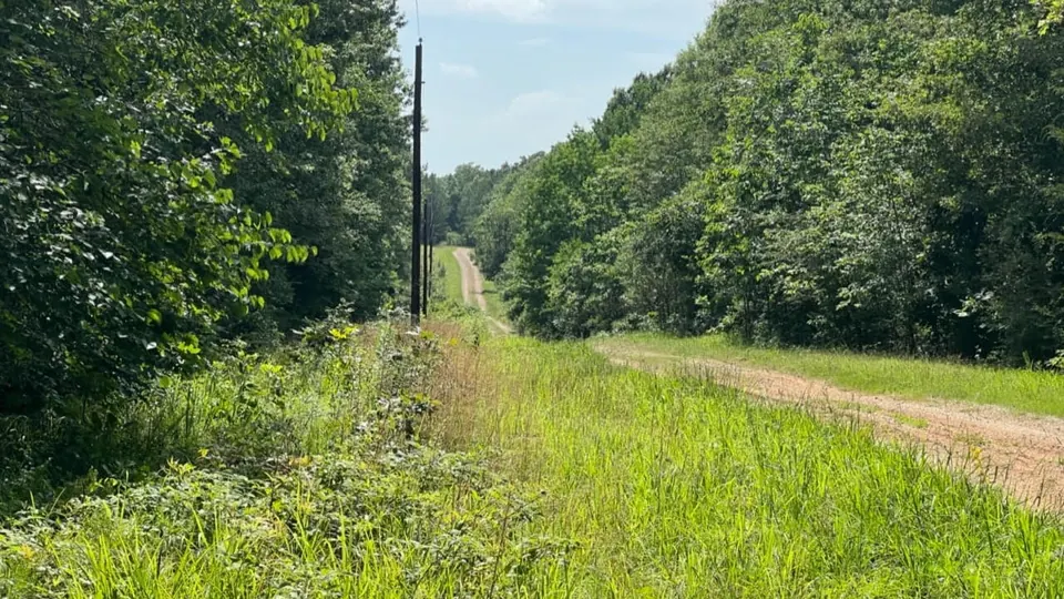 Overview of 65 acre hunting land in Red River County, Texas