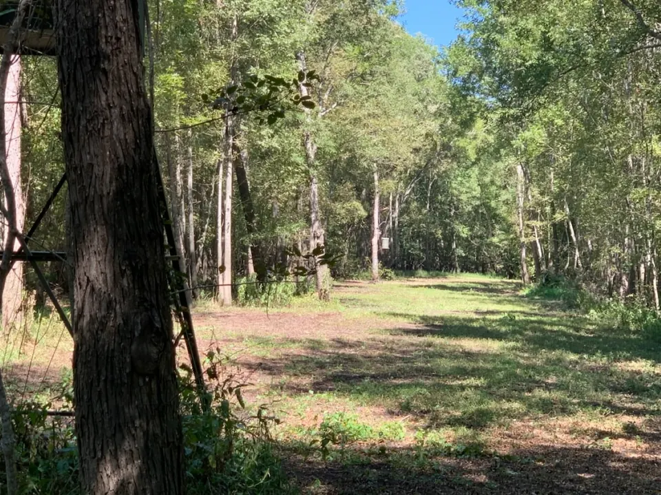Overview of 65 acre hunting land in Titus County, Texas