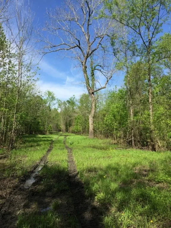 Overview of 66.56 acre hunting land in Red River County, Texas