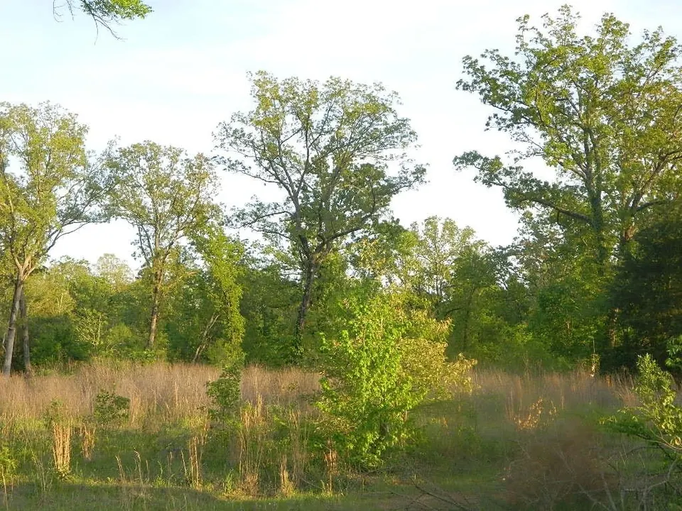 Overview of 77.82 acre hunting land in Titus County, Texas