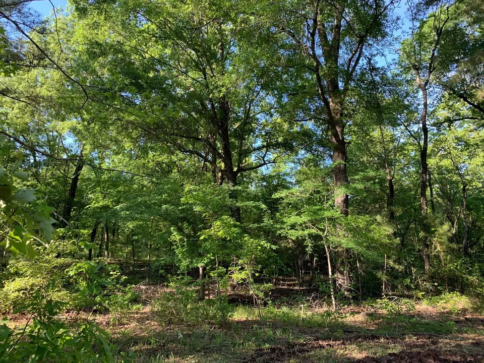 Overview of 8 acre ranch in Cass County, Texas